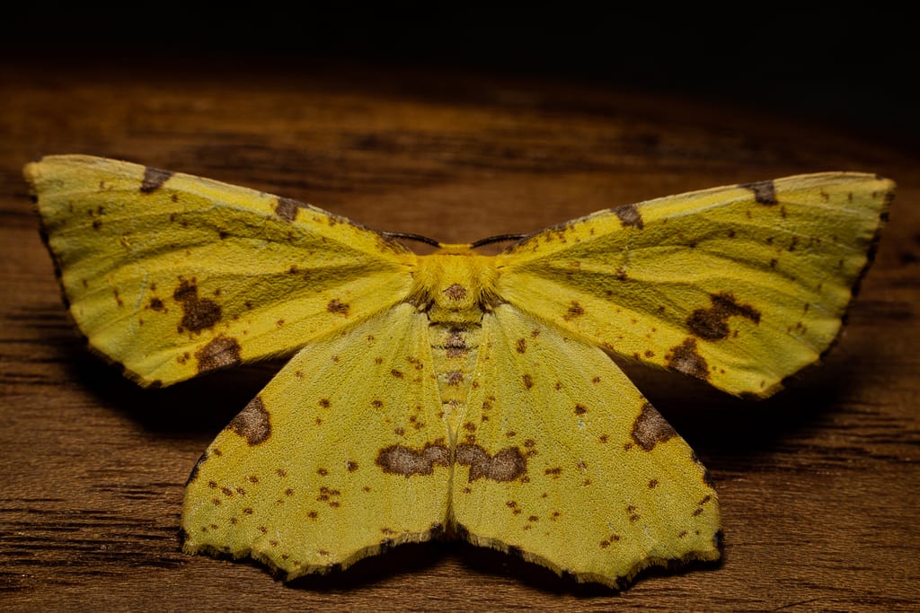 Macro photo of a moth with wings resembling a yellow Autumn leaf with brown spots.