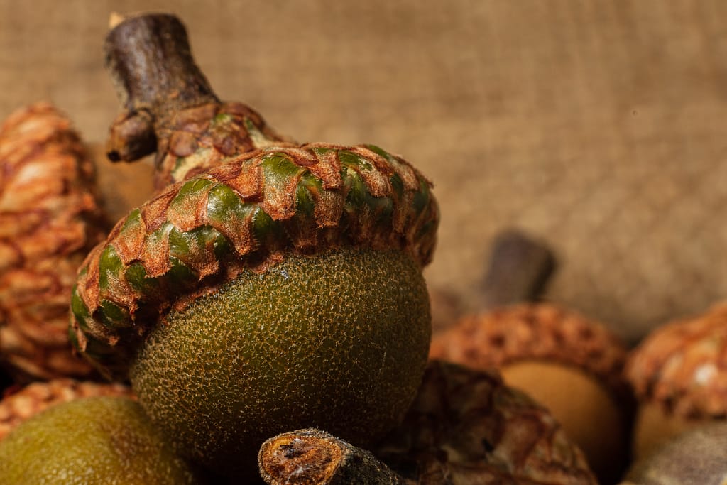 Macro photo of green acorn in fall arrangement